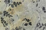 Pennsylvanian Fossil Fern (Eusphenopteris) Plate - Kentucky #112647-1